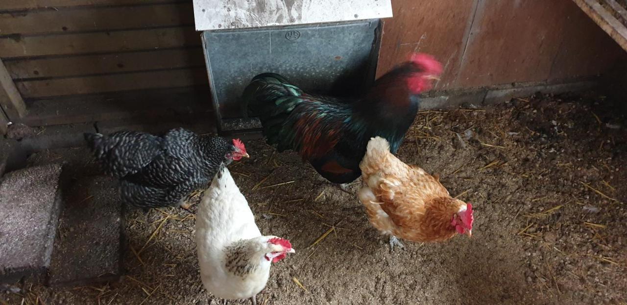 En Helene Hoeve * Venhorst