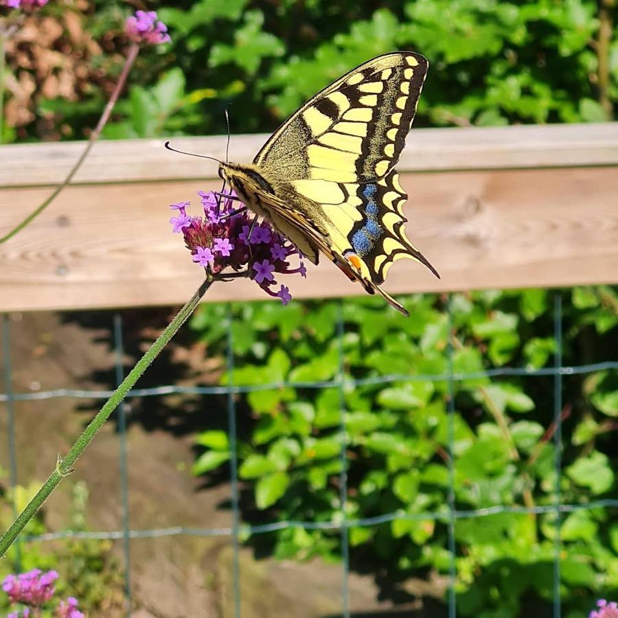 Bed & Breakfast En Helene Hoeve Venhorst